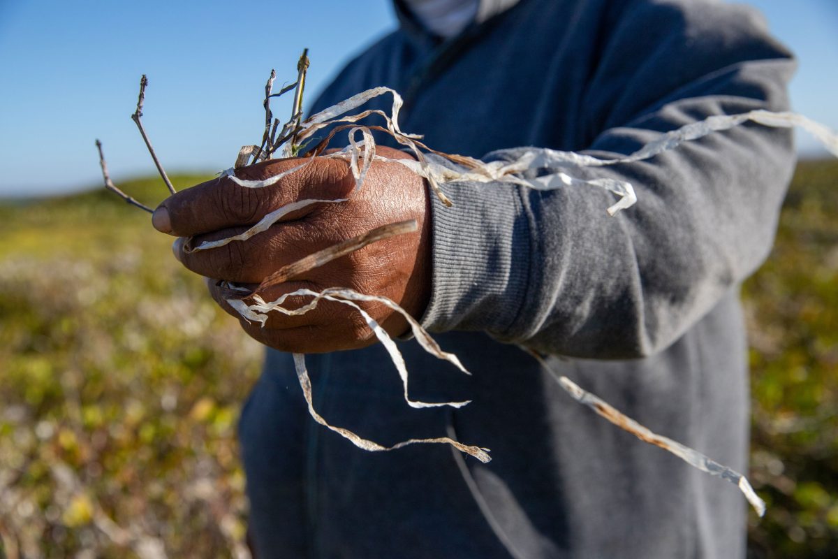 David Borbón holds strands of dead seagrass
