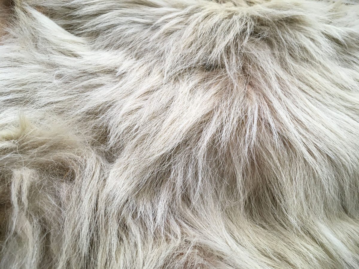 detail of woolly dog pelt