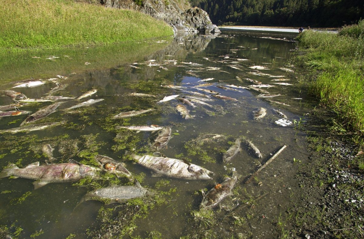 mass die-off of salmon on the Klemath River