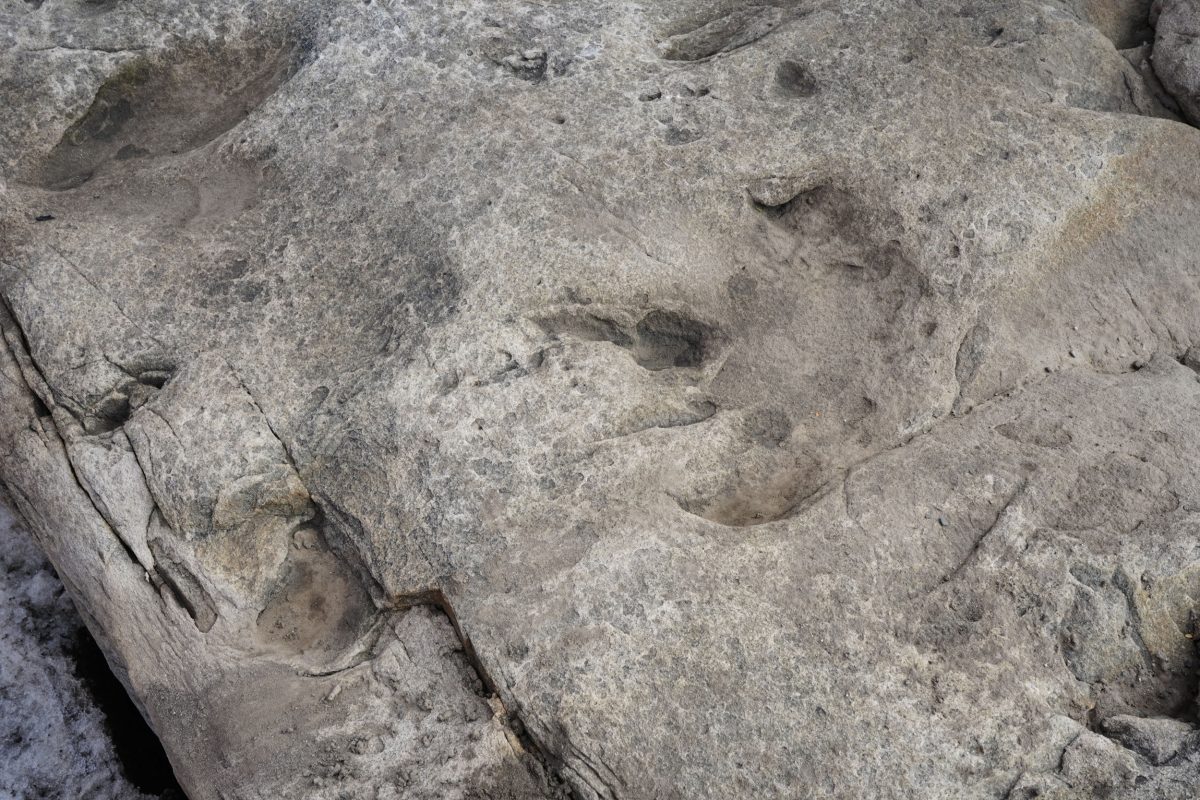 dinosaur footprint on Svalbard