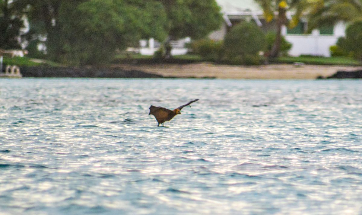 Mauritian flying fox dips into the ocean 