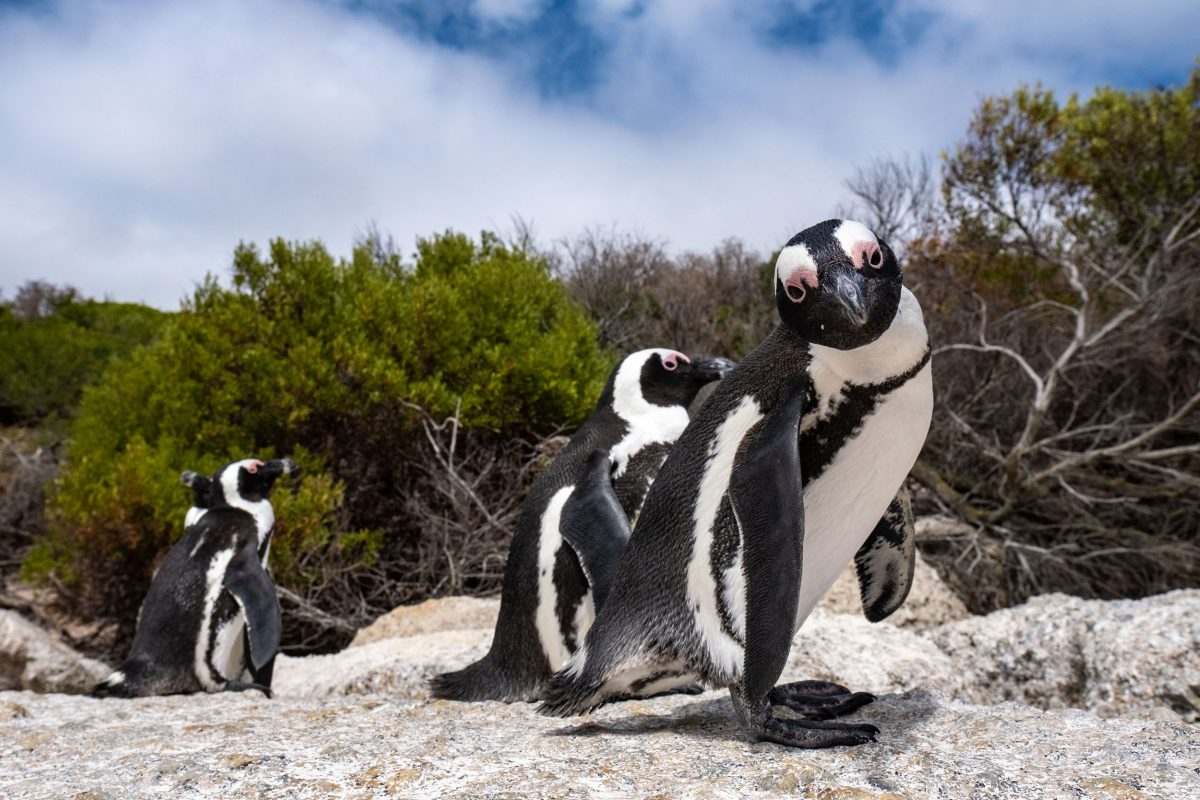 African penguins sit on a rock at Boulders Beach in Cape Town. 