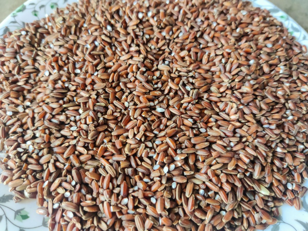 Grains of Pokkali rice