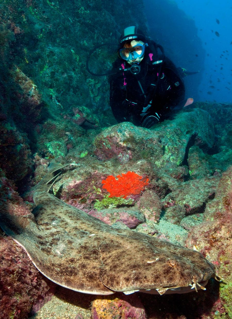 diver near an angelshark in the Canary Islands