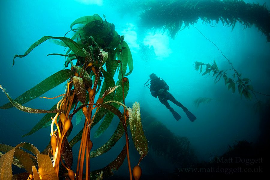 diver in kelp forest, Tasmania