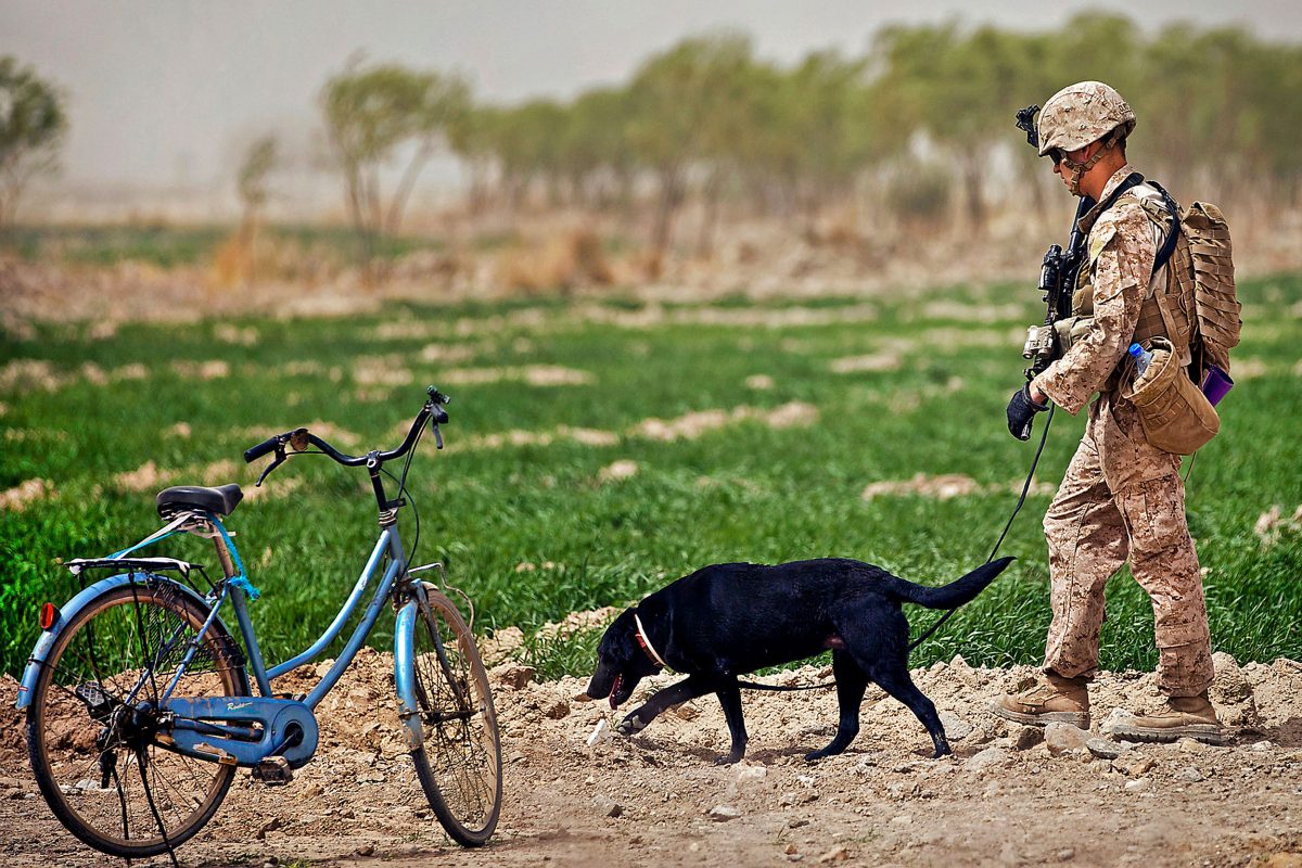 US Marine with explosive detection dog in Afghanistan