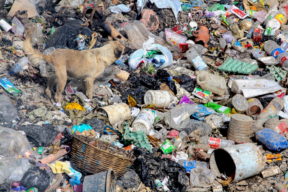 A dog picks its way through garbage transported by the Motagua River