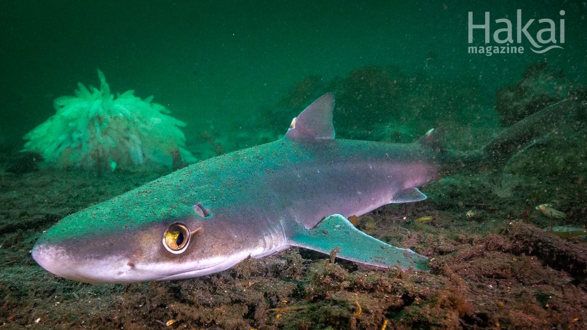 Pacific spiny dogfish free zoom background