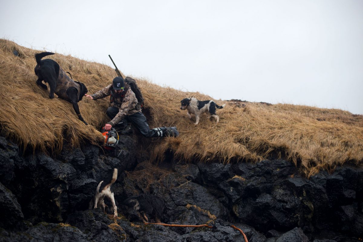 Snorri Rafnsson uses a leaf blower to try to push a mink out of its hiding place within the labyrinthine lava of Iceland’s Snæfellsnes Peninsula