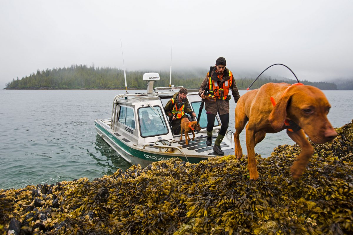 Hunters and dogs come ashore from a boat 