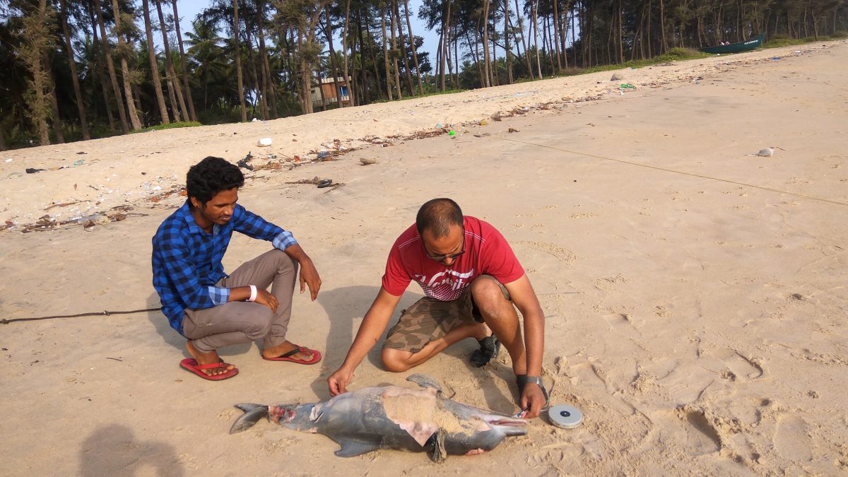 2.Shantanu Kadambi investigating a stranded baby humpback dolphin
