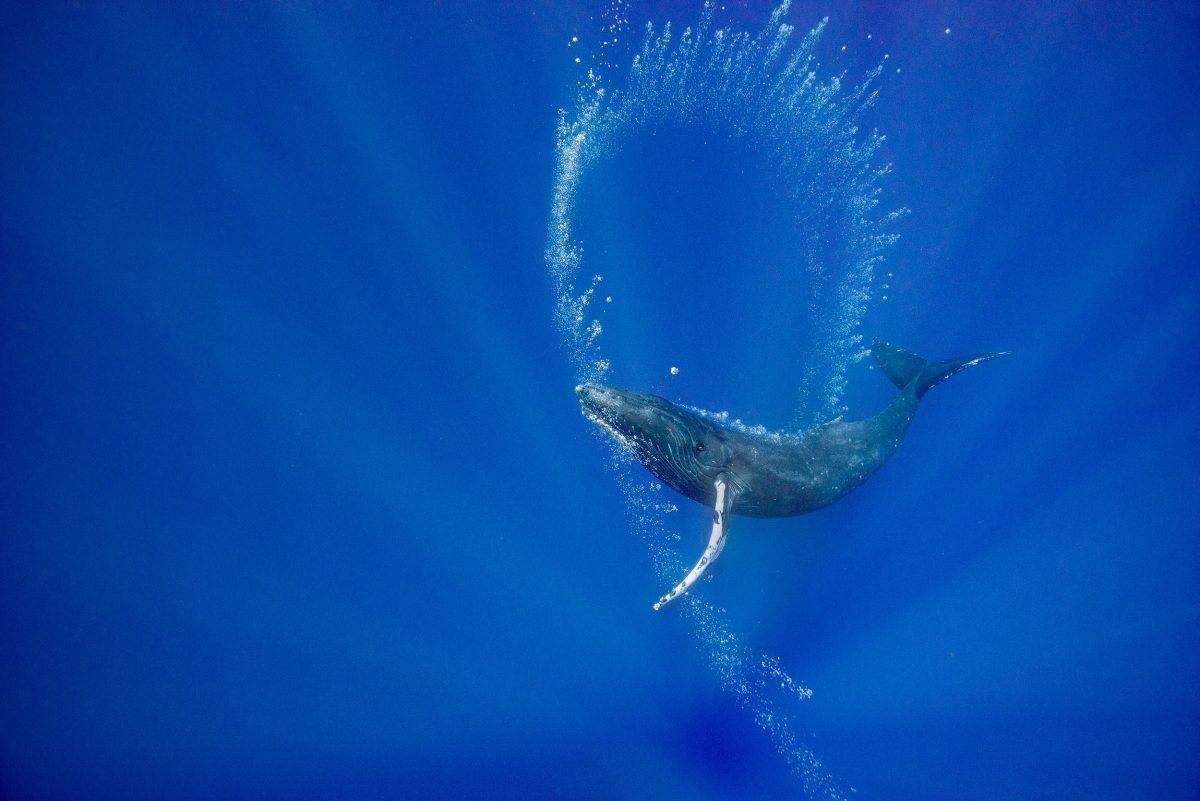humpback blowing bubbles underwater