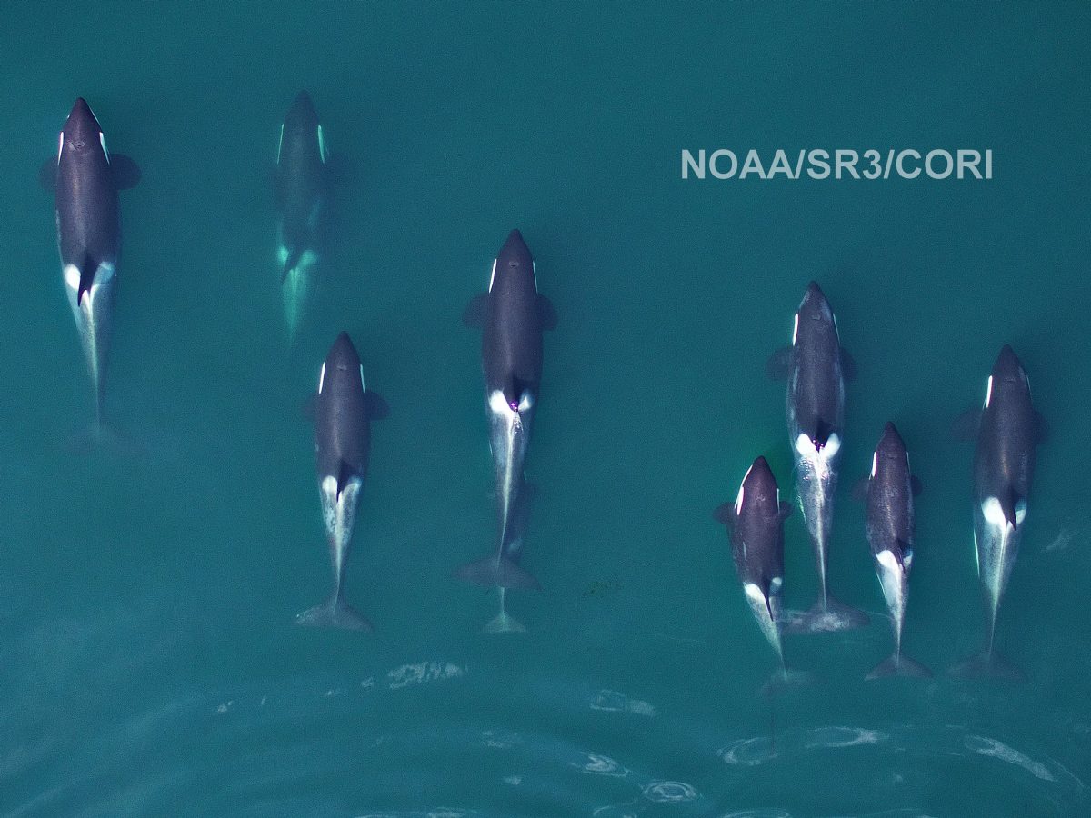 drone photo of Norther Resident Killer Whales