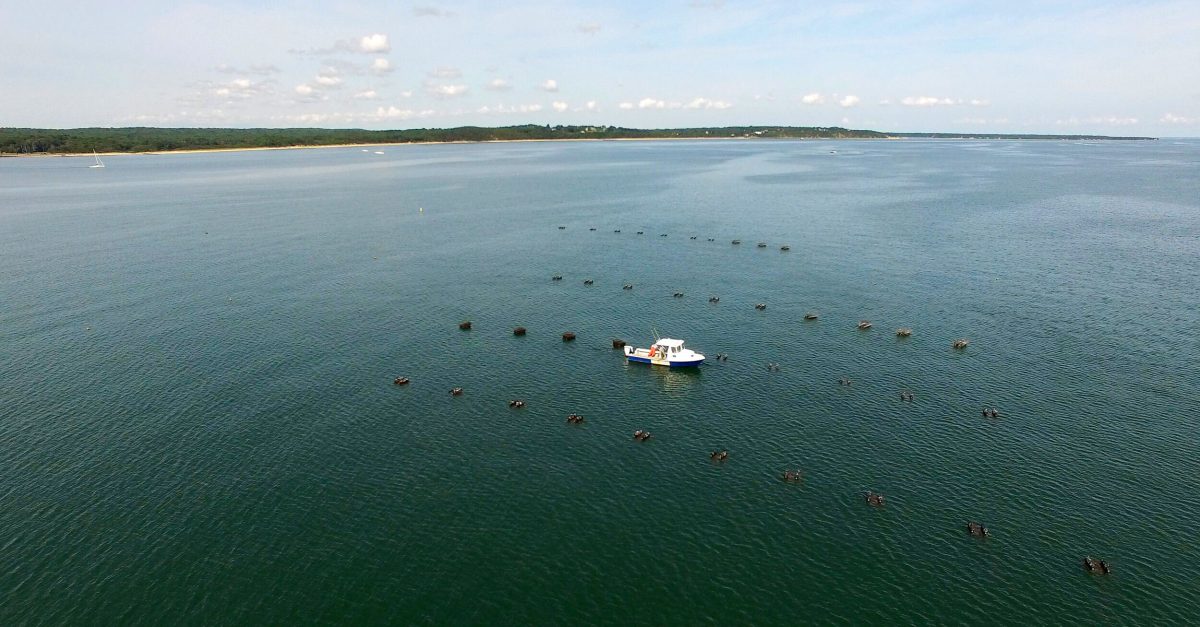 drone shot of Adam Younes’s oyster farm in the Napeague Bay