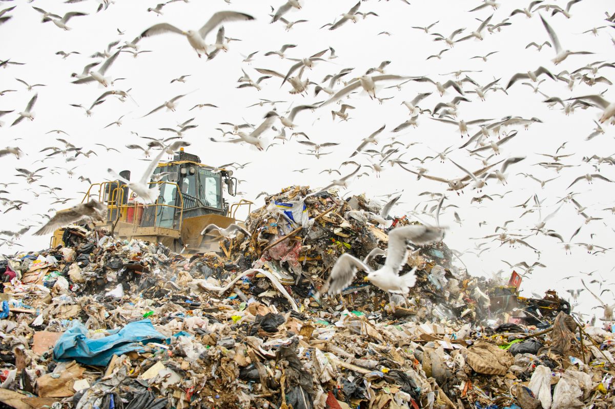gulls swarm at garbage dump