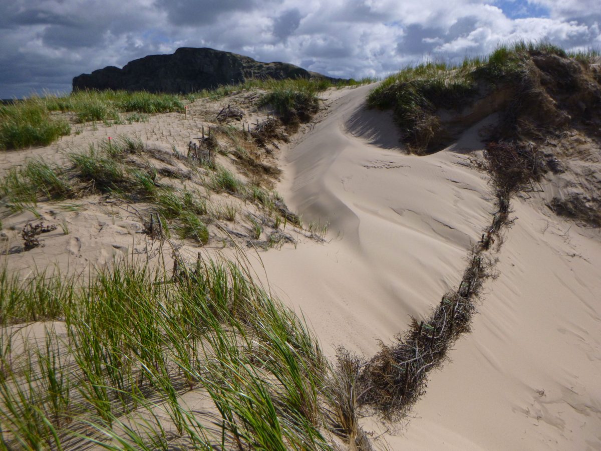 dune with measures to reduce erosion