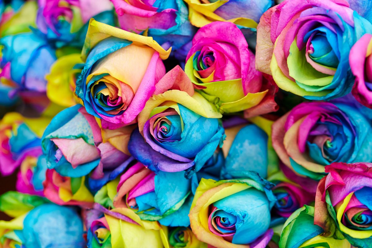 dyed roses