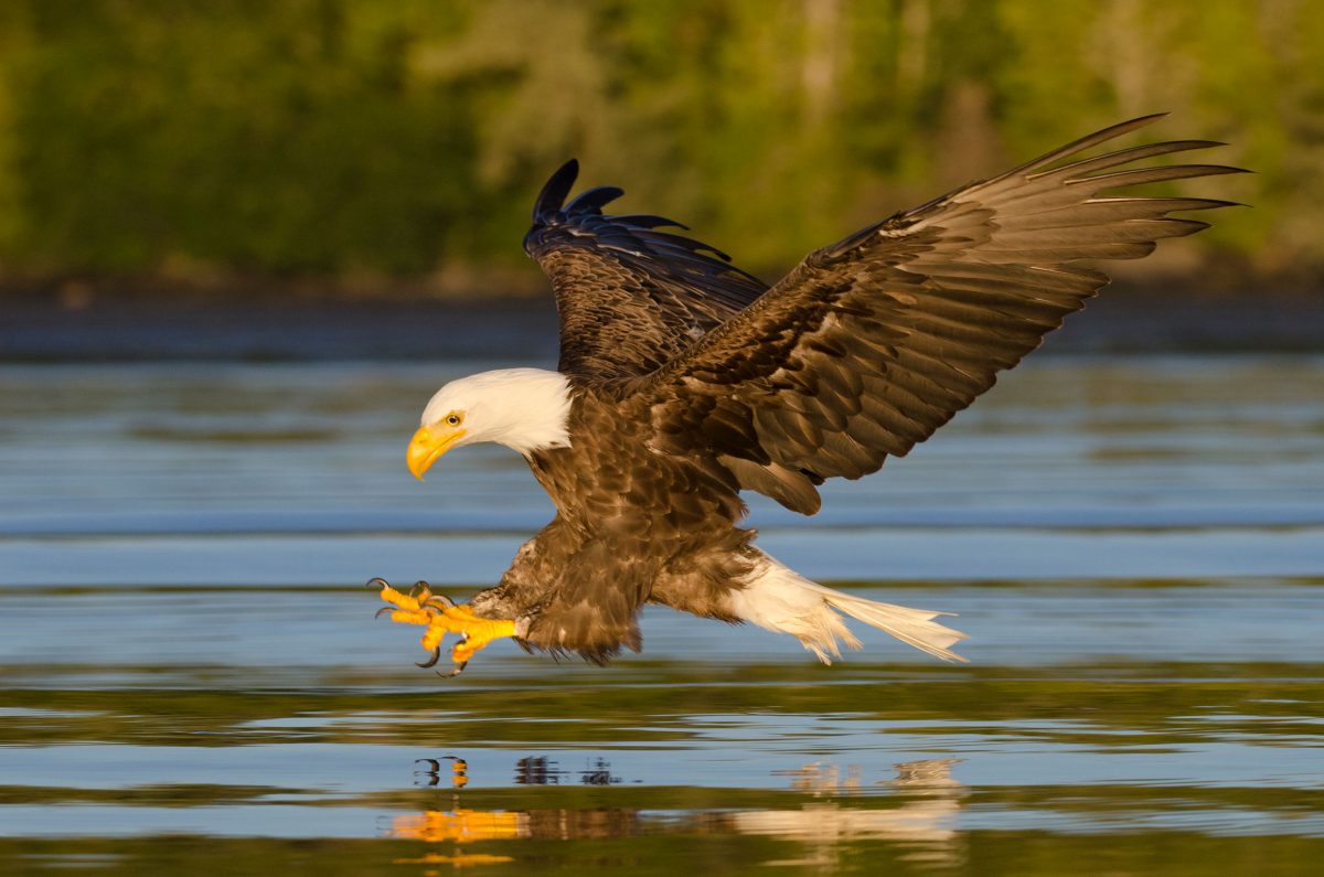 An eagle fishing at sunset