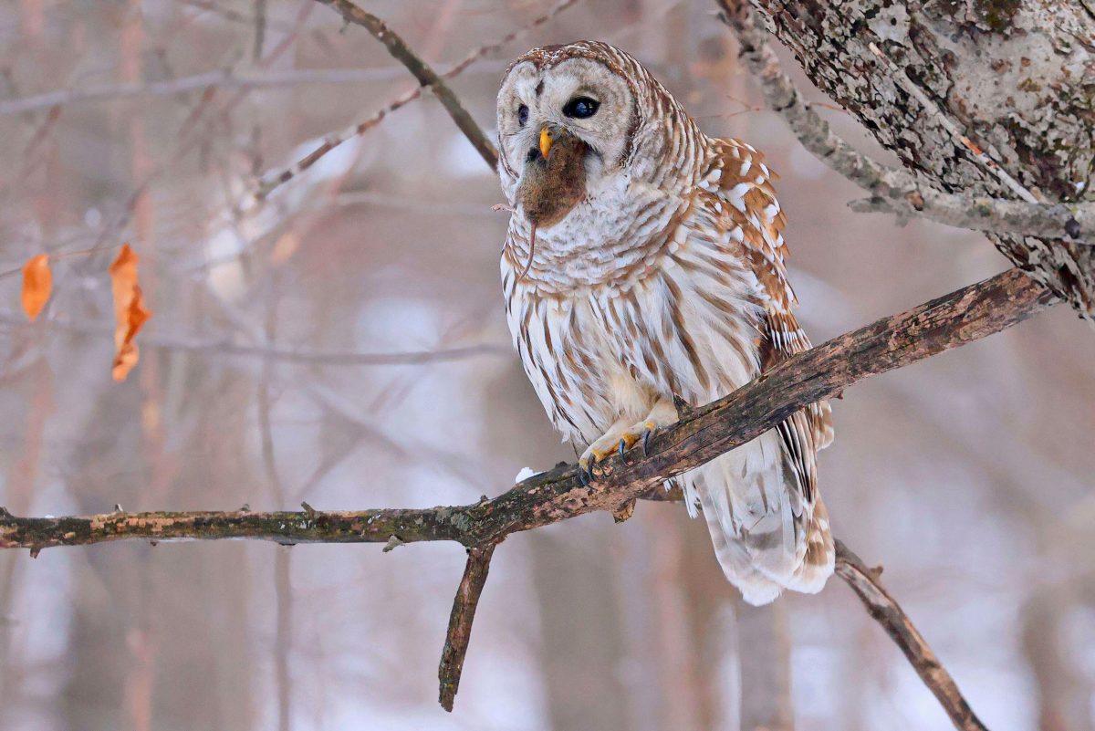 barred owl with a mouse in its beak