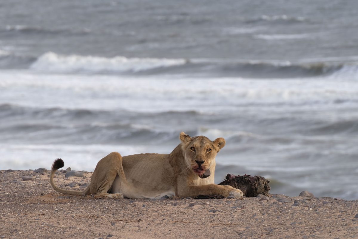 lion eating on the beach
