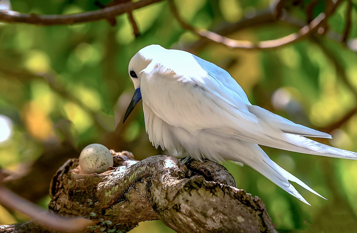 white tern with egg