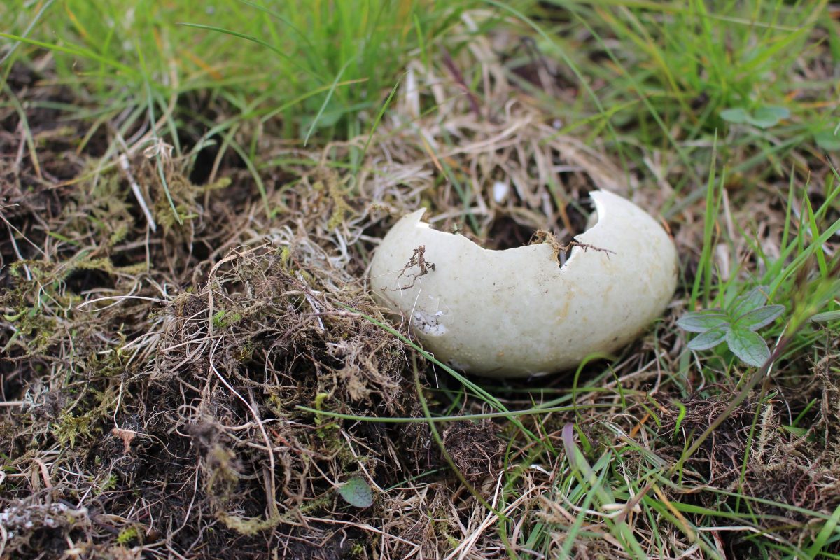 eider egg that has been preyed on