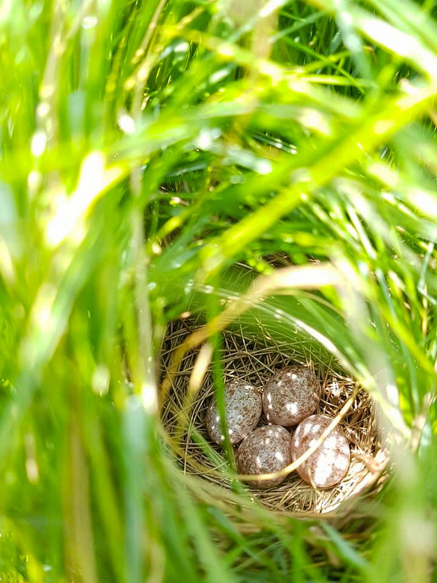 saltmarsh sparrow nest with eggs