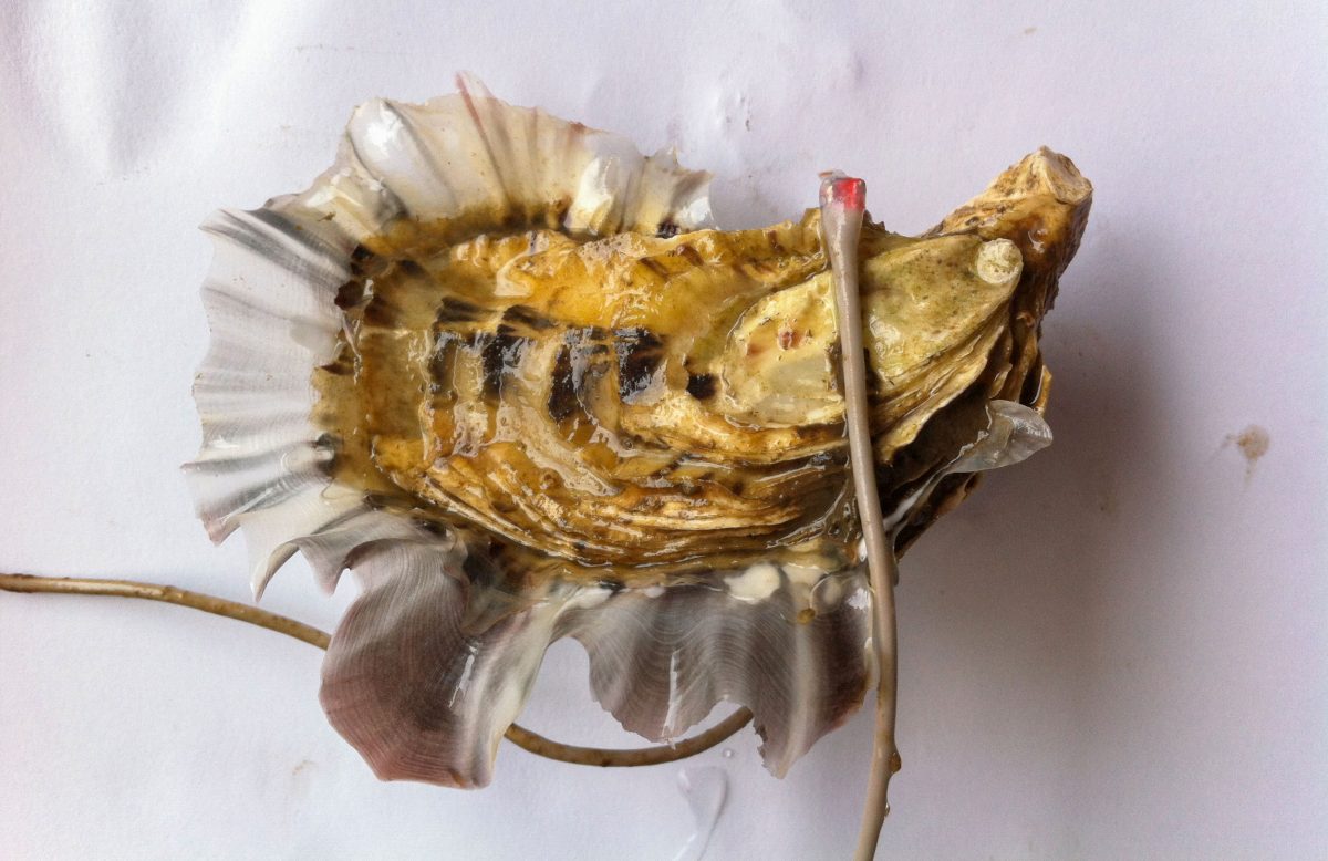 Oyster with electrodes attached
