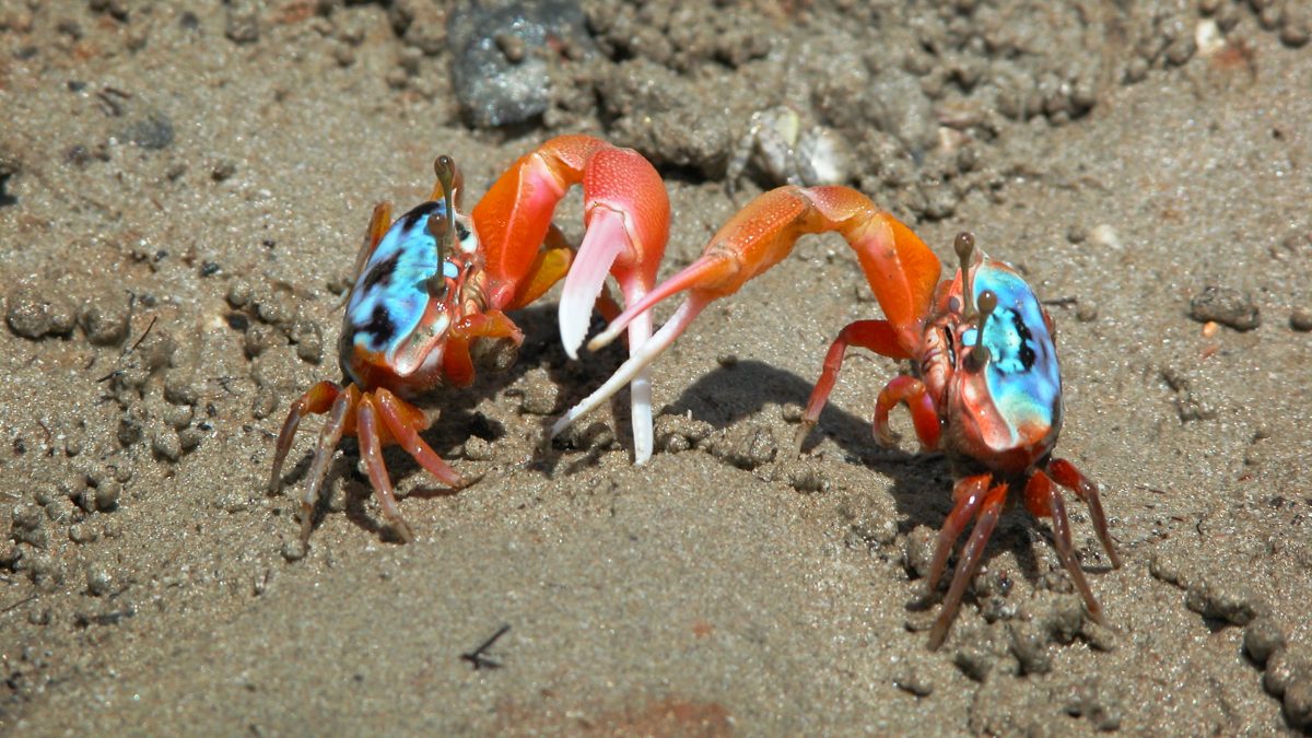 two elegant fiddler crabs in the sand