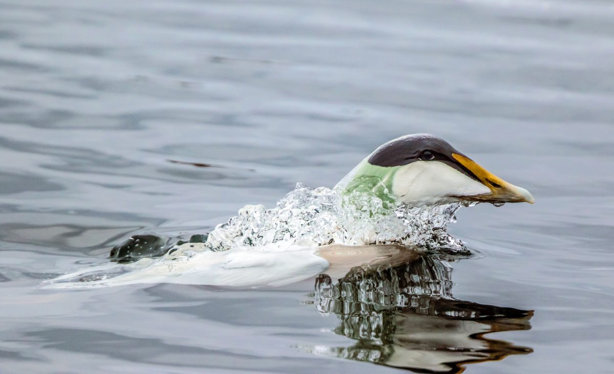 A male eider duck surfaces after a dive