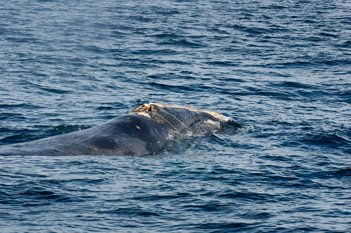 North Atlantic right whale Eg2301 entangled in rope