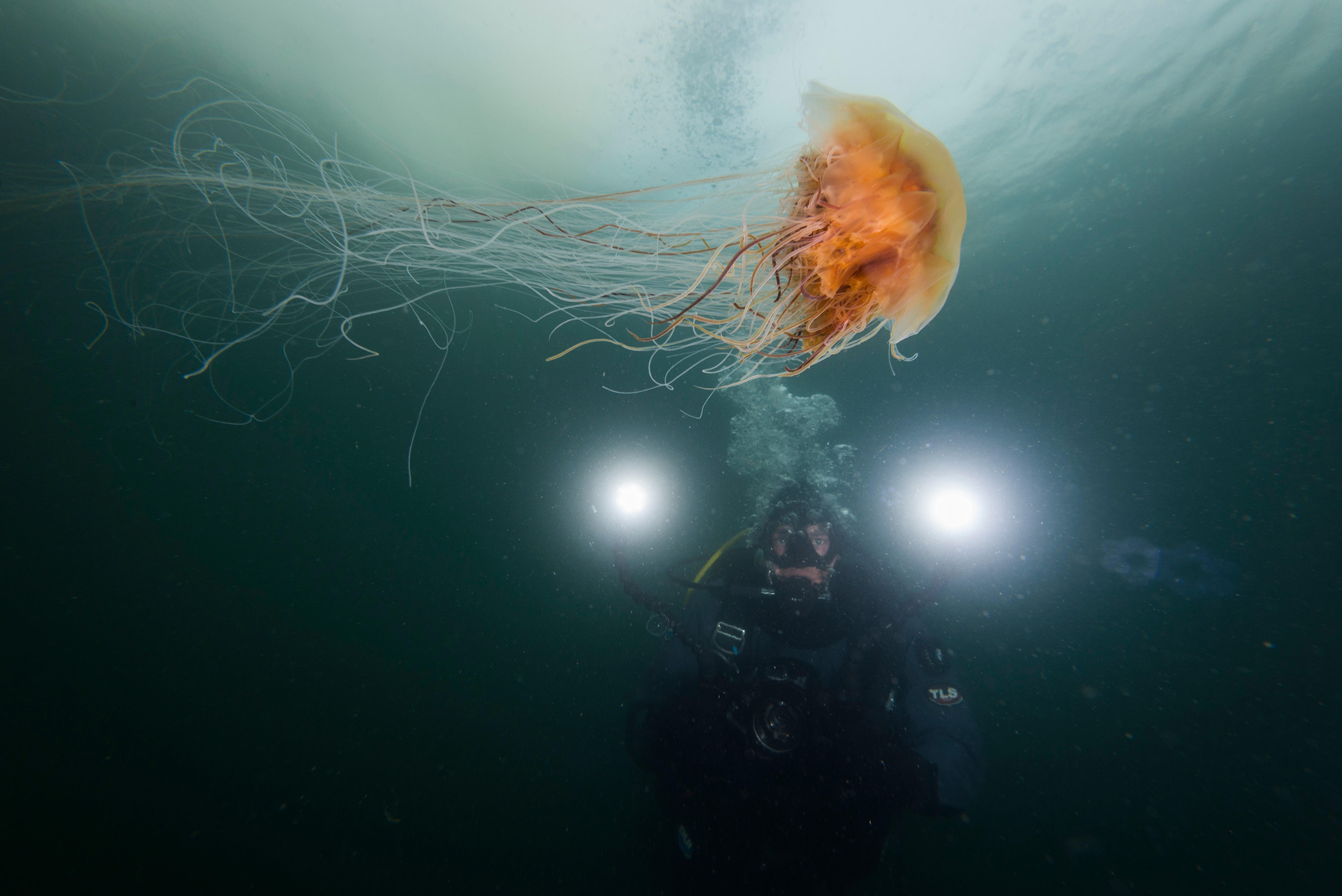 A diver swims alongside a lion’s mane jellyfish in Alaska. Photo by Justin Hofman/Alamy Stock Photo