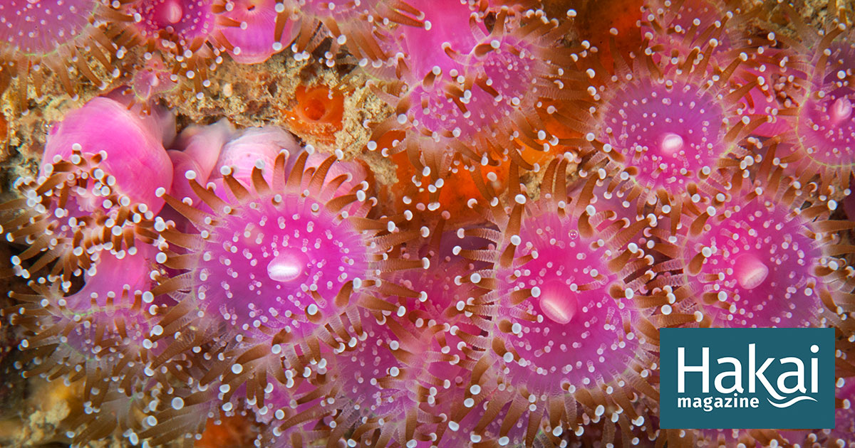 For Sea Anemones, Global Warming and Microplastics Have Teamed Up to Make  Everything Worse | Hakai Magazine