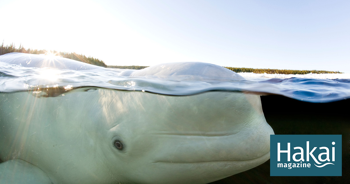 The Story of Beluga (Full Story) 