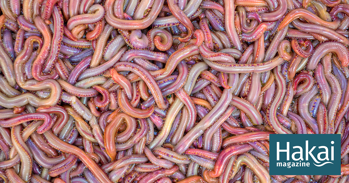 Bloodworms!  Do you think that these bloodworms will bite?! Watch