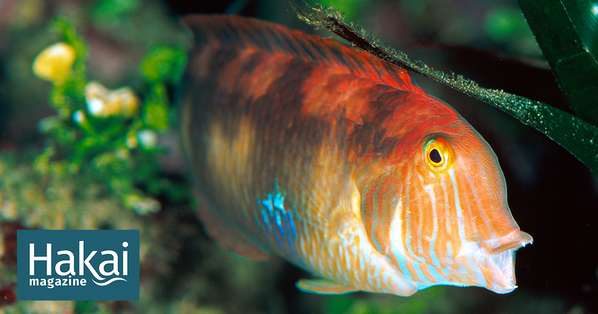  In a Fish-Eat-Fish World, Cannibalism Is Surprisingly Rare | Hakai Magazine