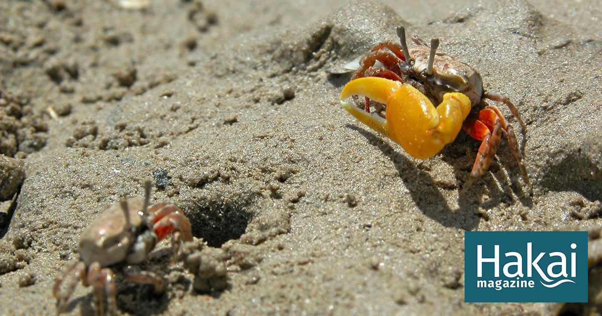 The Confusing Social Lives of Fiddler Crabs