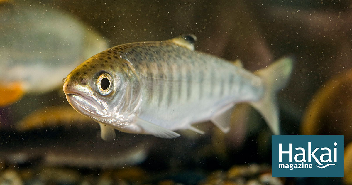 Birch Aquarium successfully spawns three critically endangered