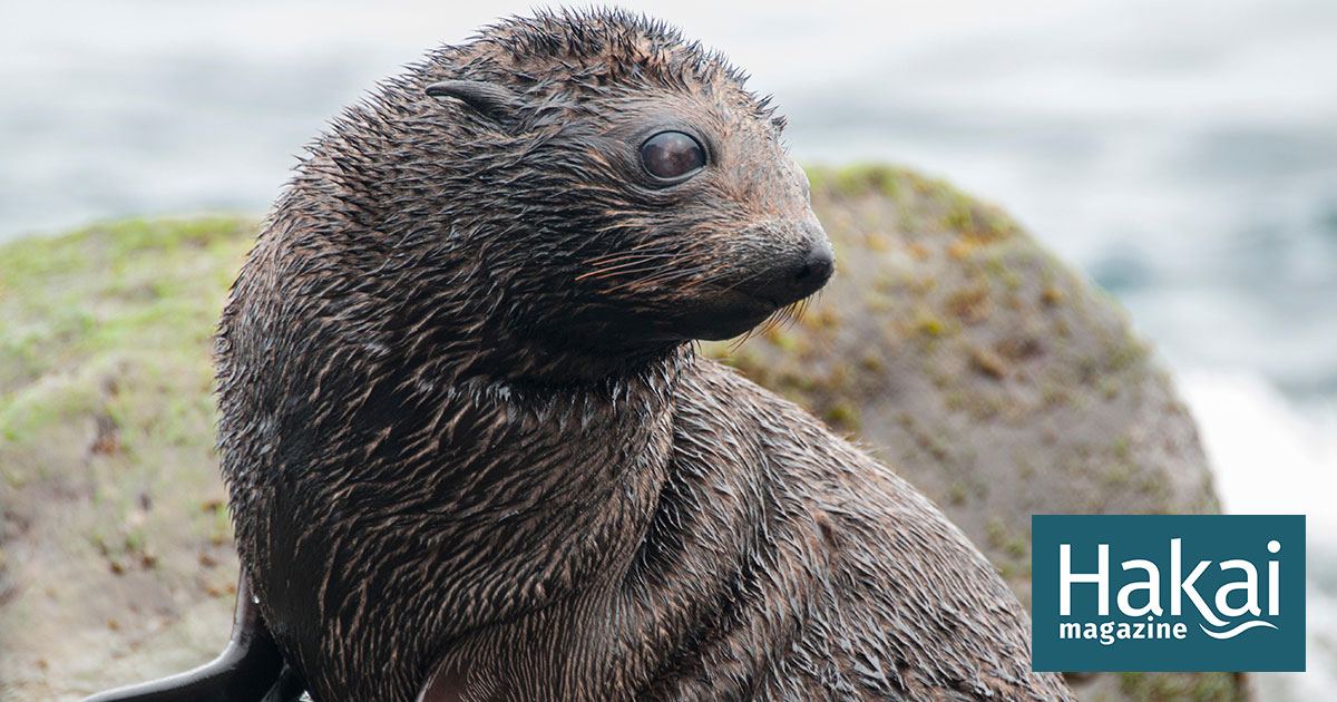 A Fur Seal Loses Its Safety Net | Hakai Magazine