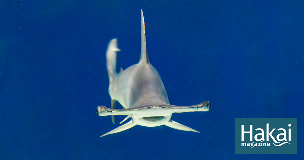 In the Caribbean, Hammerhead Sharks Return to School