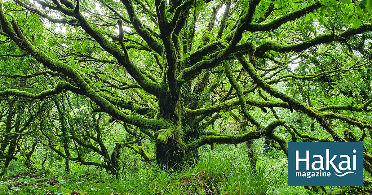 De Treeless Hills a Emerald Woods