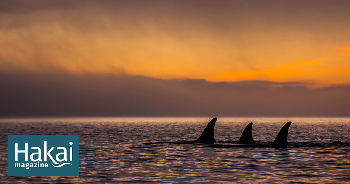 orca sunset