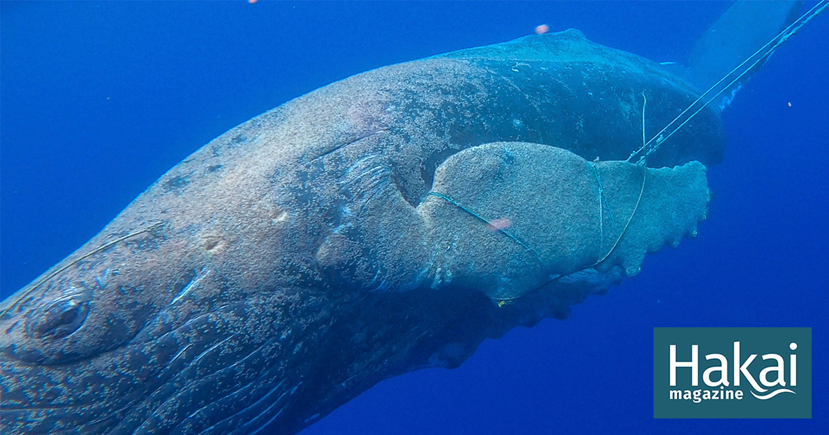 Read more about the article پس از آتش سوزی، نهنگ های لاهاینا سرگردان ماندند