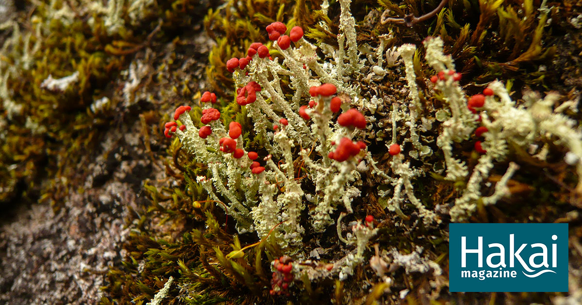 Beneath the Canopy, Lichens Shroud Alaskaâ€™s Coastal Rainforests | Hakai