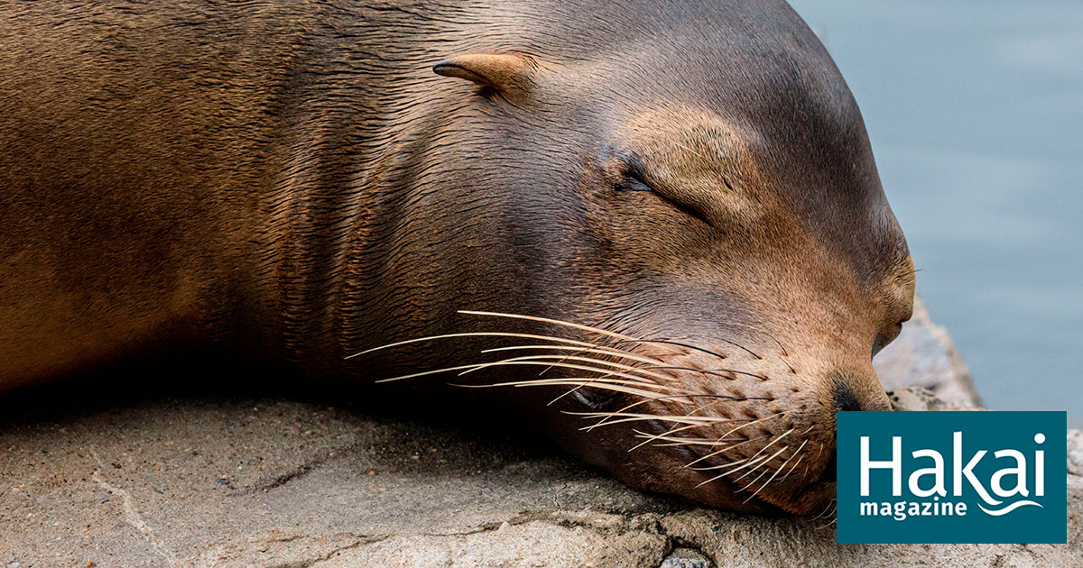 Mexico's fur seals are suffering from alopecia