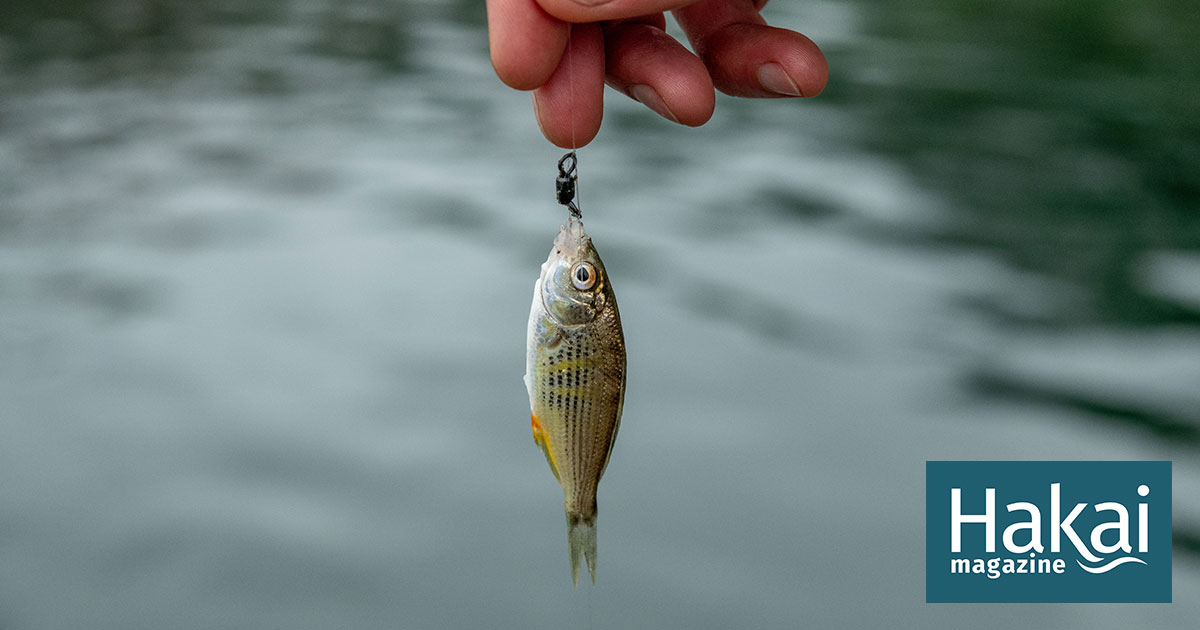 Microfishing Has People Traveling the World in Search of the Smallest Fish  They Can Reel In