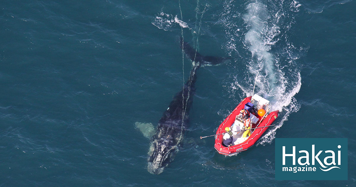Read more about the article نهنگ های مناسب ژن های مناسب را از دست می دهند