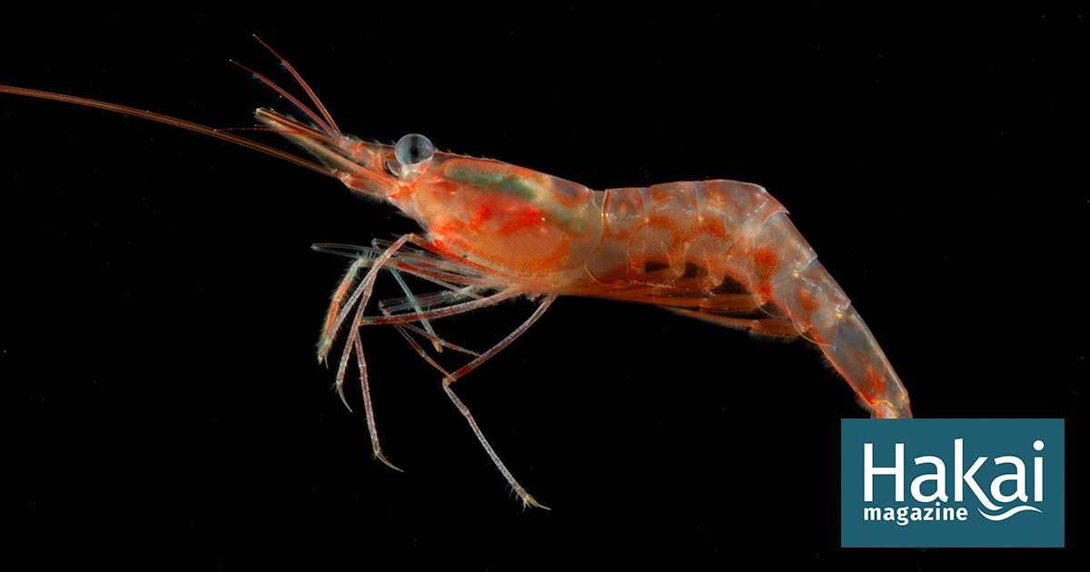 pink shrimp