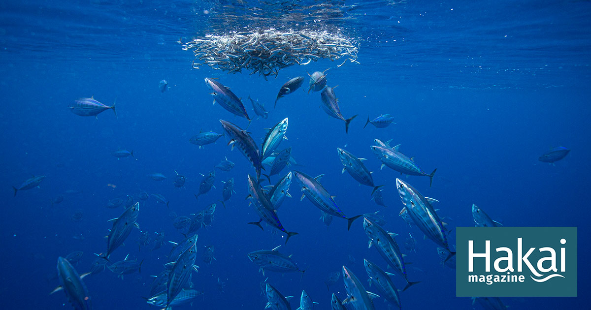 Comparison of nominal and standardized catch per unit effort data in  quantifying habitat suitability of skipjack tuna in the equatorial Pacific  Ocean