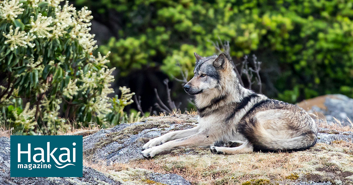 The Lone Wolf That Was Loved to Death | Hakai Magazine